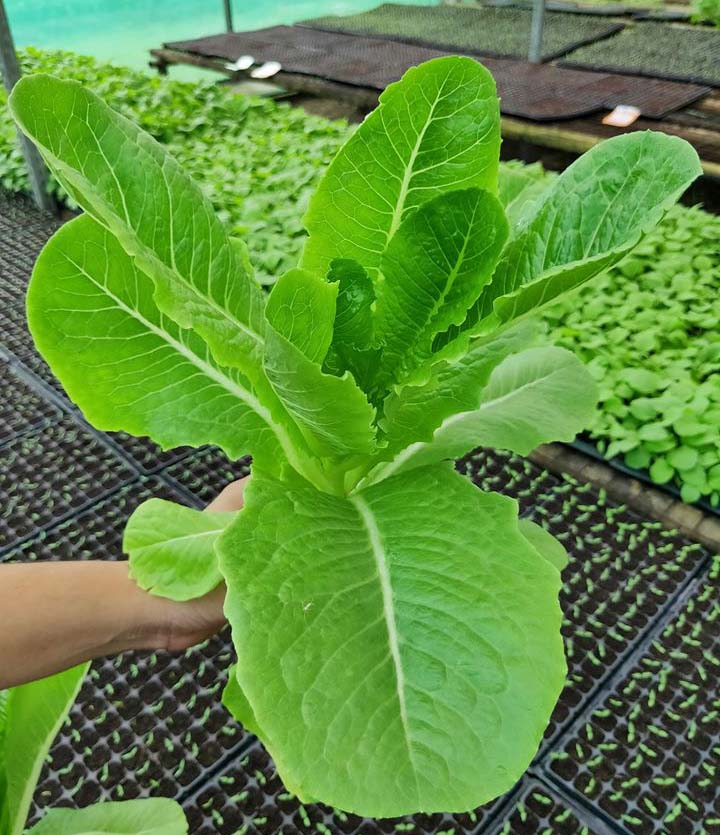 green romaine lettuce plant